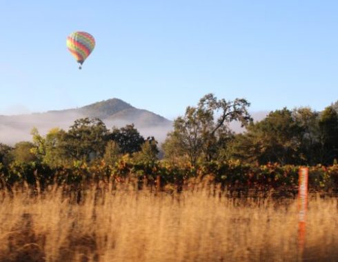 Napa1 Napa1