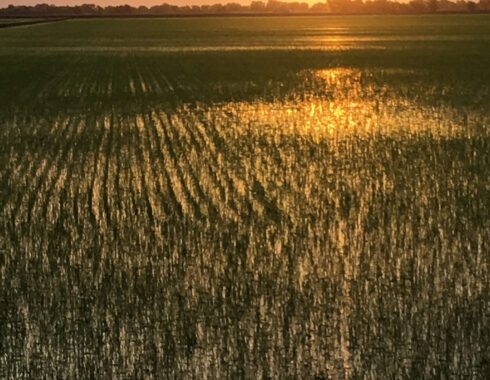 Rice-Flooded-Field-Growth-JT-Thompson Rice-Flooded-Field-Growth-JT-Thompson