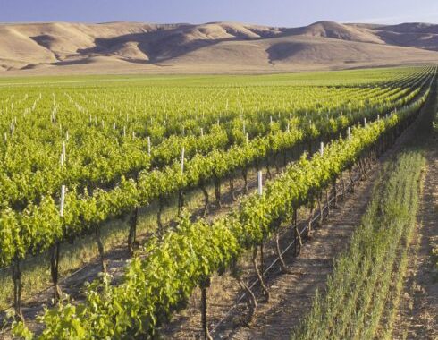 dw-vineyard-photo5 dw-vineyard-photo5